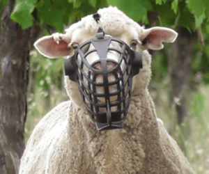 A sheep with a muzzle which calls us to become part of a Reformation